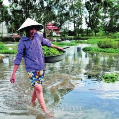 Cảnh báo triều cường cuối năm